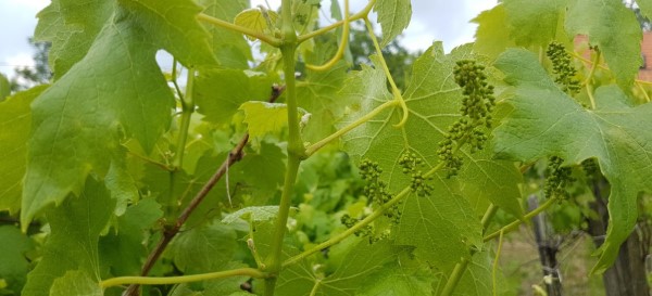 Green grapes in the summer