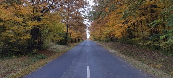 Autumn colors around the road