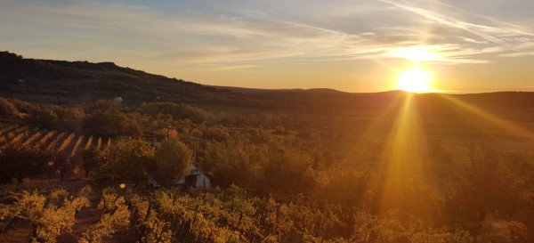 Sunset at the wineyard