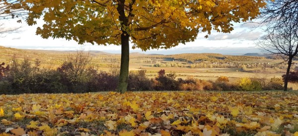 Autumn leaves all in glowing yellow