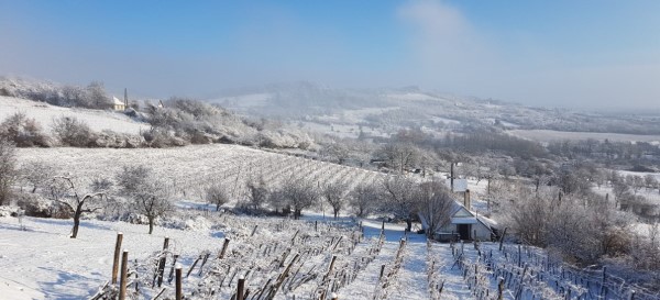 Snowy winter landscape around the wineyard