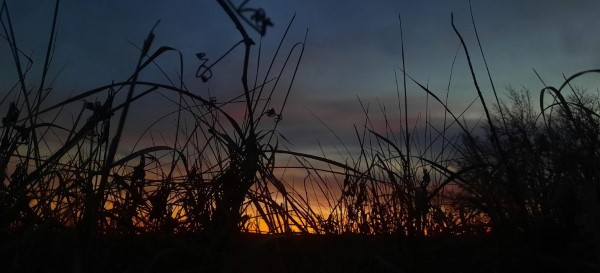 Sunset in the fields