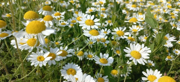 Yellow-white flowers