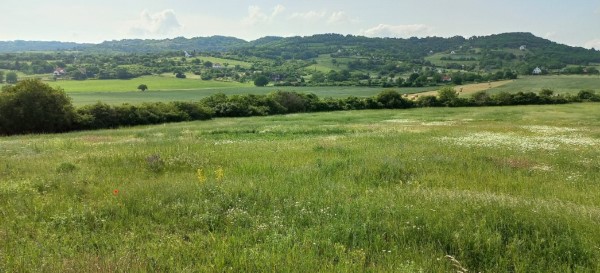 Green fields in front of the wine hill