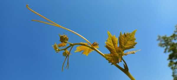 Vine reaching for the sky