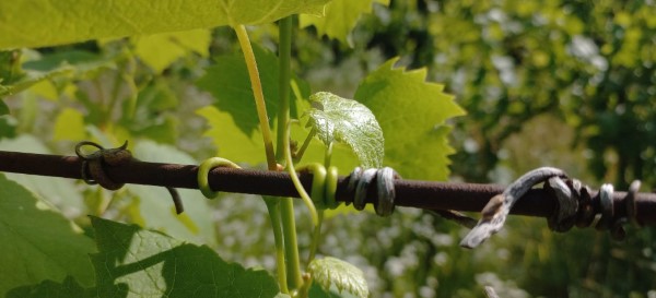 Vine holding on to the wire