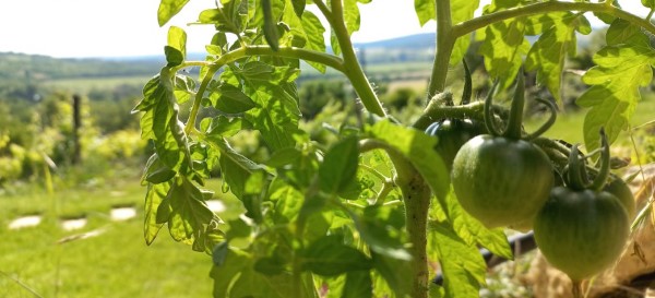 Green tomatoes waiting to be ripe