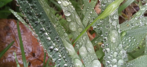 Plants with waterdrops