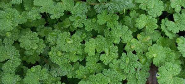 Green vegetables after rain with raindrops