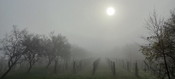 Fog and sun at the wineyard