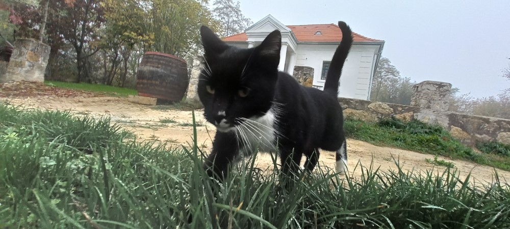 Hunting cat in front of the presshouse